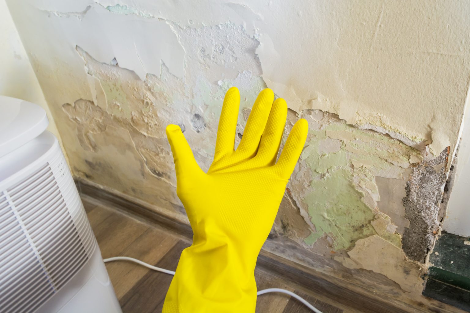 Preventing Mold After a Disaster