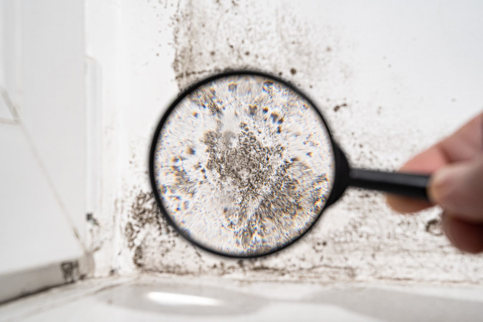 How to Remove Mold From Your Home