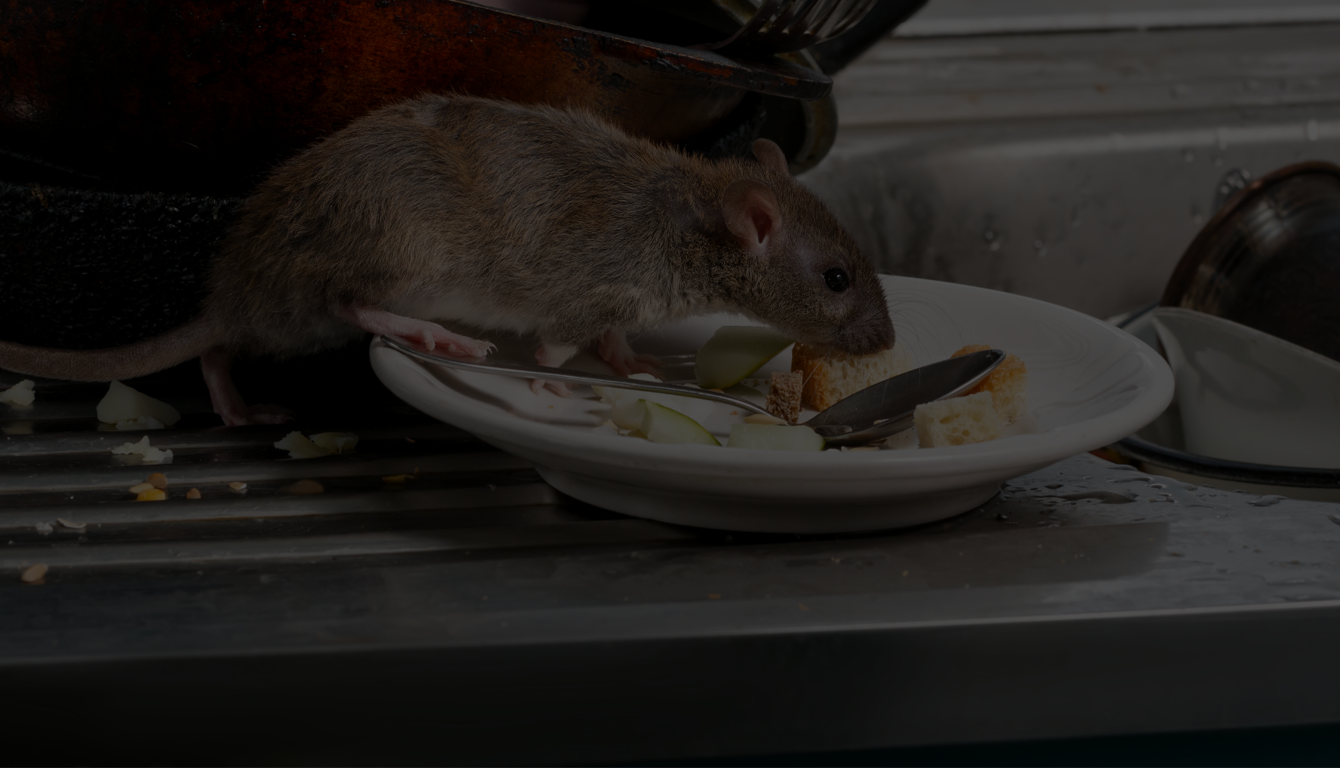 Rodent Dropping Cleanup Commercial